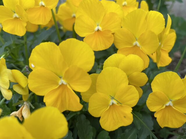 女性蔑視の上地発言を考察する⑩