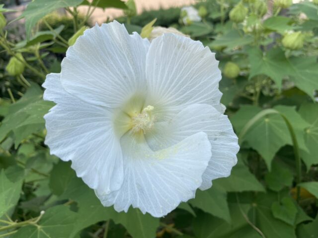 避難しなければいけない時代に生きているということ①