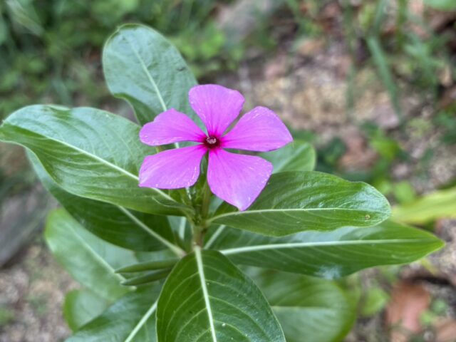 石垣島・与那国島・宮古島　3島をめぐる平和交流の旅②
